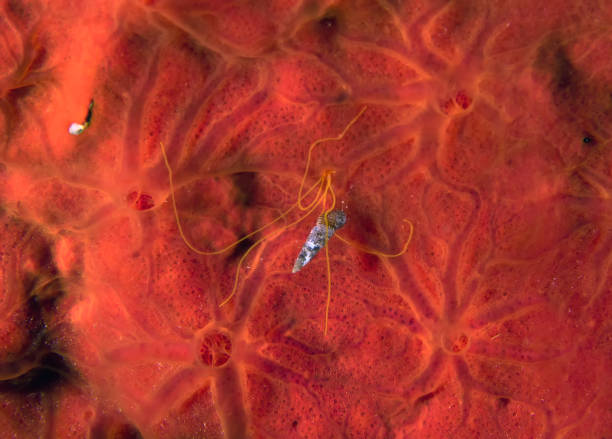 istock A Spaghetti Worm (Terebellida sp.) in the Mediterranean Sea 1340194167