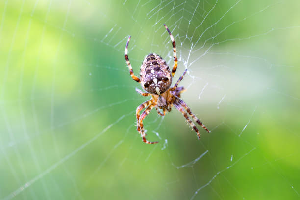araignée croisée commune herbe assise - cross spider photos et images de collection