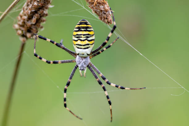 argiope bruennichi (wasp spider) on web - getingspindel bildbanksfoton och bilder