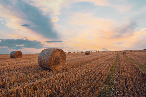 istock Straw bales stacked in a field at summer time in sunset 1340194947