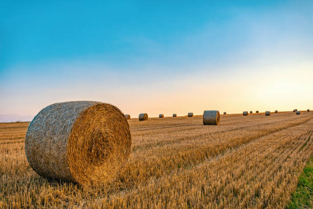 istock Straw bales stacked in a field at summer time in sunset 1340194950