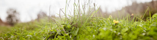 istock Landscape panorama of meadow and trees 1340195068