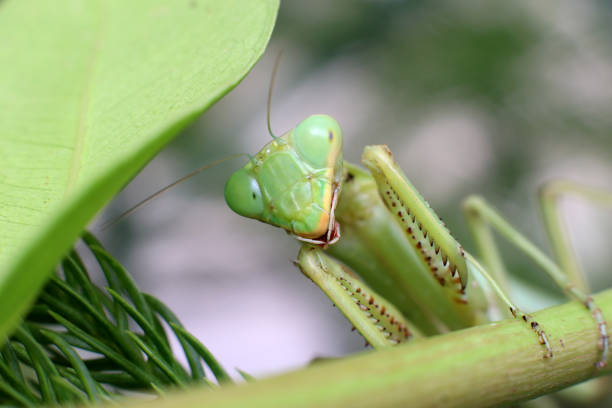 Green grasshoppers use their powerful front legs to climb on wooden boards.