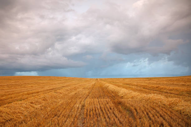 istock cereal field after harvest in the summer 1340198299