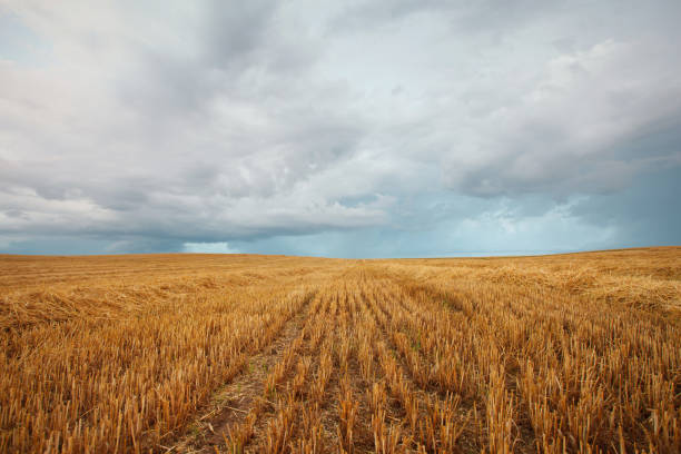 istock cereal field after harvest in the summer 1340198314