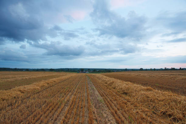 istock cereal field after harvest in the summer 1340198333