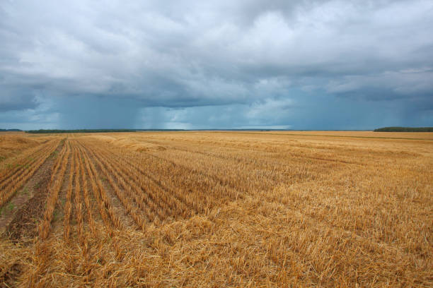 istock cereal field after harvest in the summer 1340198344
