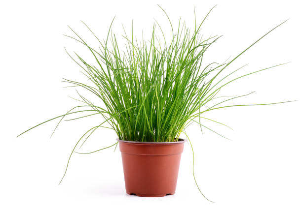 Chives with purple flowers and herbs in the green garden