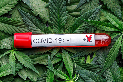 COVID 19 Coronavirus, Infected blood sample in the sample tube,Assorted cannabis products, pills and cbd oil - medical marijuana concept,alternative herb medicine.