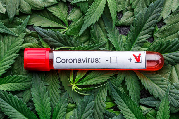 istock COVID 19 Coronavirus, Infected blood sample in the sample tube,Assorted cannabis products, pills and cbd oil - medical marijuana concept,alternative herb medicine. 1340200037