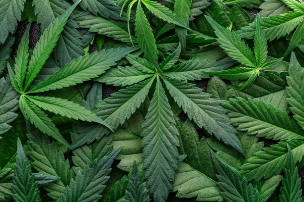 cbd美しい背景緑の大麻の花。大麻サティバは暗闇の上に葉 - 医療法的マリファナ.cbdオイル - 医療マリファナの概念、代替ハーブ薬。 - 大麻 ストックフォトと画像