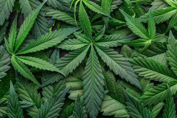 cbd beautiful background green cannabis flowers.cannabis sativa leaves on dark - medical legal marijuana.cbd oil - medical marijuana concept,alternative herb medicine. - cannabis stok fotoğraflar ve resimler