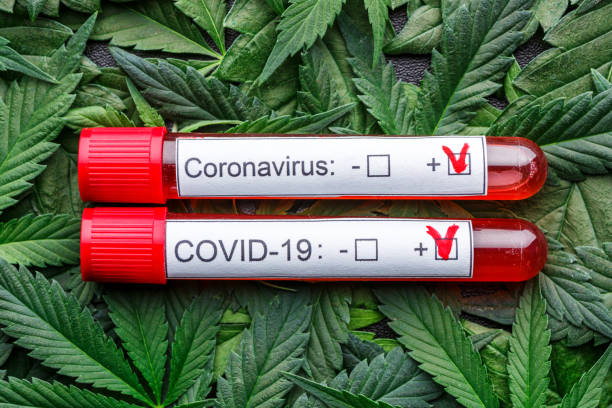 istock COVID 19 Coronavirus, Infected blood sample in the sample tube,Assorted cannabis products, pills and cbd oil - medical marijuana concept,alternative herb medicine. 1340200041