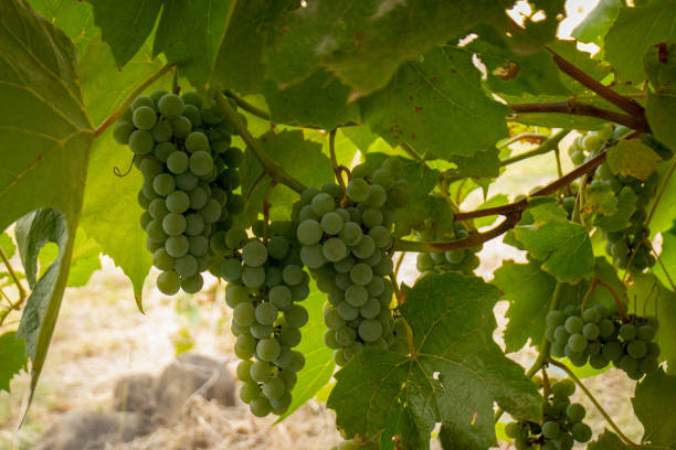 istock Bunches of green grapes on the vine 1340200117
