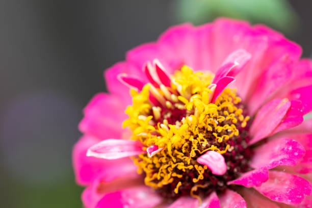 Zinnia Flower Close Up