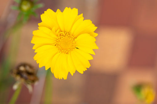 Lance leaved flower, coreopsis lanceolata close up