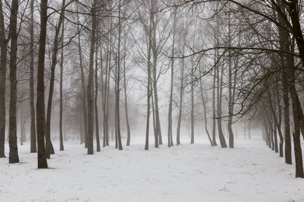 istock winter weather in the park or forest 1340201376