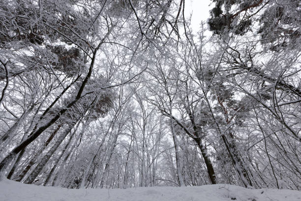 istock park are covered with snow in winter 1340201391