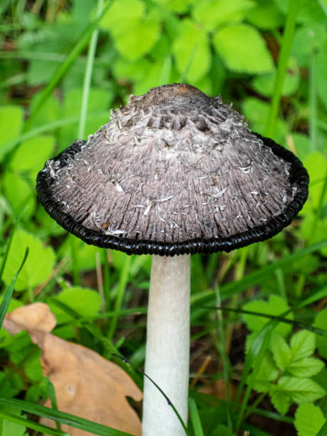 istock View to the mushroom in the park 1340201481