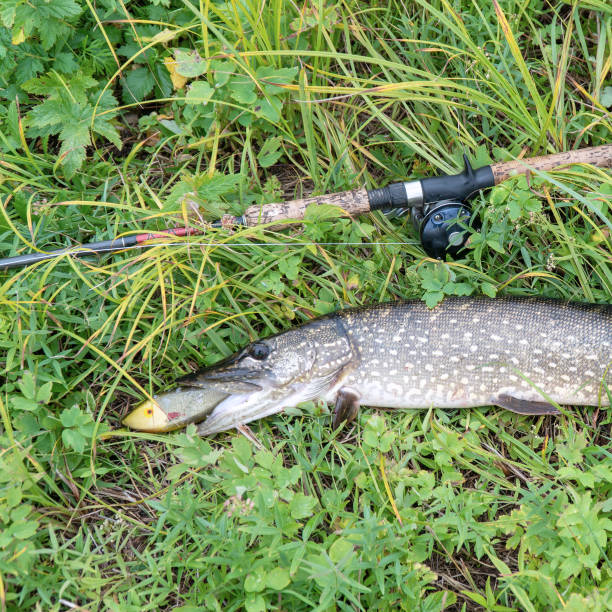 Pike and spinning rod with baitcasting reel on grass. Esox Lucius