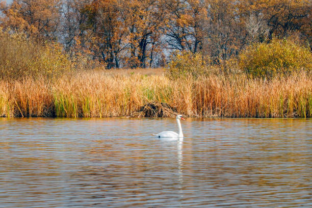istock White swans on autumn lake 1340201669