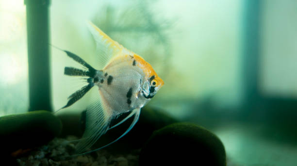 istock Angle fish isolated in a freshwater aquarium glass tank. 1340202892