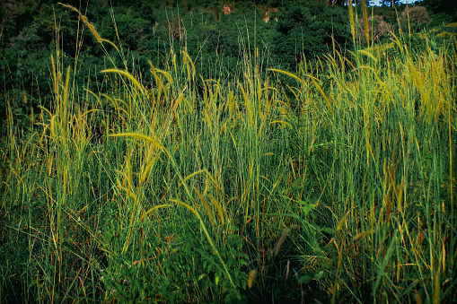 Take a close look at the reed grass in the mountains