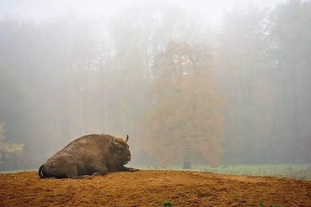 Wild animals in fogy forest,bison,Wisent.