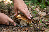 ein-boletus-boletus-edulis-pilz-wird-mit-einem-messer-abgeschnitten.jpg?b=1&s=170x170&k=20&c=w672H5VmaG4XYEu7Dkfvsp69Yfdcw-FgMUlidgoT8H8=