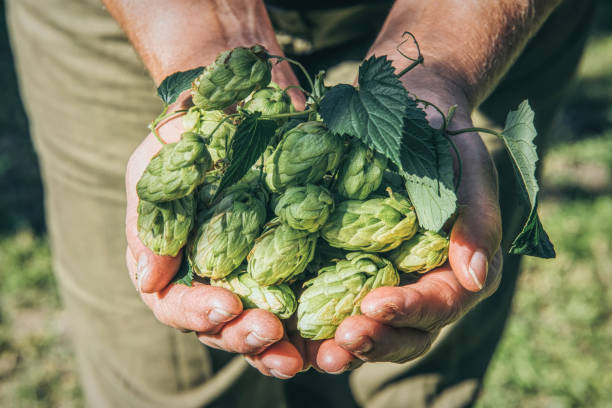 Handful of fresh green hop cones handful of fresh green hop cones. Brewing ingredient steep photos stock pictures, royalty-free photos & images