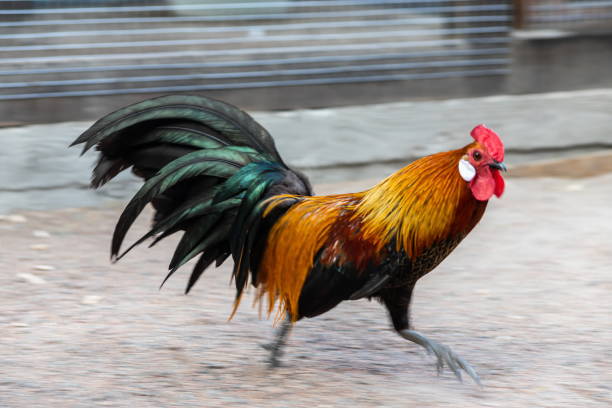istock A bright rooster with a red comb and a bare red neck stands against a rustic background 1340207158