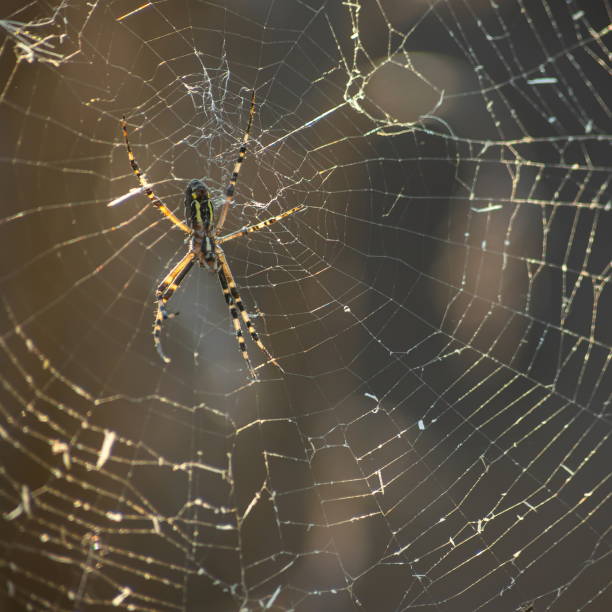 istock Background of the threads of a spider web with dew drops. Web macro. Abstract natural background in the sunlight with the blur 1340207235