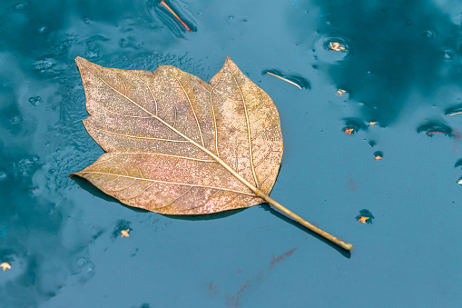 A dry fallen autumn leaf lies on a wet surface