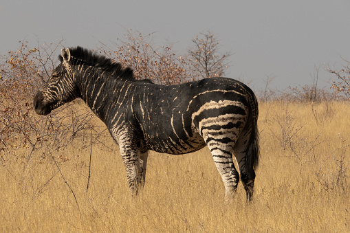 Burchell's or plains zebra, unique markings, mostly black - equus quagga, with melanistic markings in Etosha National Park, Namibia