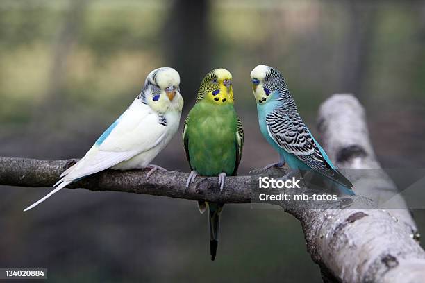 Three Budgies On A Branch Stock Photo - Download Image Now - Budgerigar, Branch - Plant Part, Australia