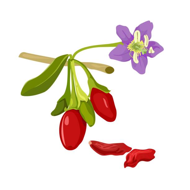 ilustrações, clipart, desenhos animados e ícones de goji planta flor e frutas com folhas. wolfberry ou barbarum fruit. vetor - wolfberry