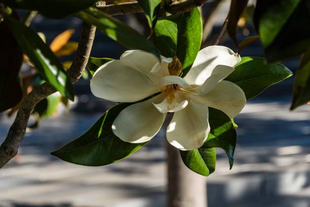 weiße große blüte am zweig der immergrünen südlichen magnolie (magnolia grandiflora) mit grünen blättern auf verschwommenem hintergrund. selektiver fokus. nahaufnahme. stadtpark "krasnodar". sommer 2021. - evergreen magnolia stock-fotos und bilder