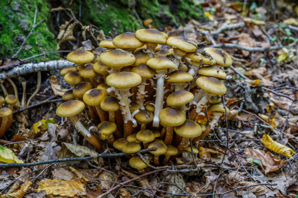 armillaria mellea, comúnmente conocido como hongo de la miel, es un hongo basidiomiceto del género armillaria. hermoso hongo comestible. - honey agaric fotografías e imágenes de stock