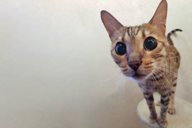istock Curious funny spotted cat looking at camera. Bengal kitten, tabby 1340213125