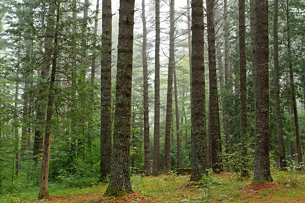 versteckte campingplatz - adirondack mountains adirondack state park air landscape stock-fotos und bilder