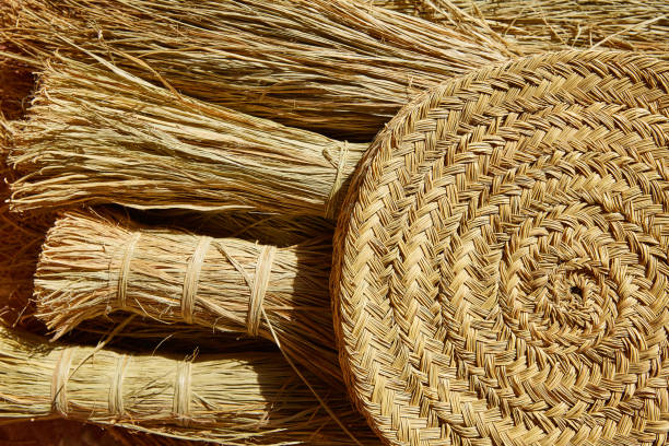 istock Esparto halfah grass used for crafts basketry 1340213804