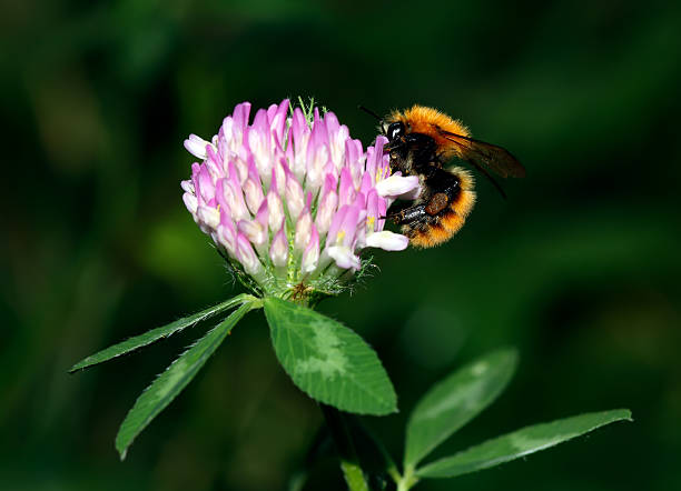 istock Macro of bumblebee feeding on a flower 134021436