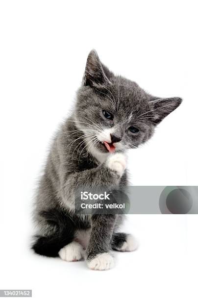 Cat Foto de stock y más banco de imágenes de Gato doméstico - Gato doméstico, Pelo de animal, Almohadillas - Pata de animal
