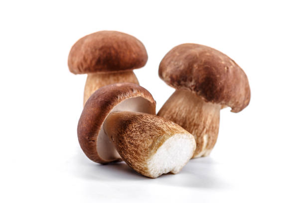 Group boletus mushroom isolated on white background.Boletus mushrooms, Porcini Mushroom, Forest, Edible Mushroom stock photo