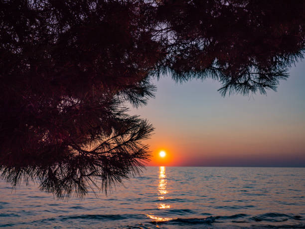 pino al tramonto in riva al mare in croazia - pine sunset night sunlight foto e immagini stock