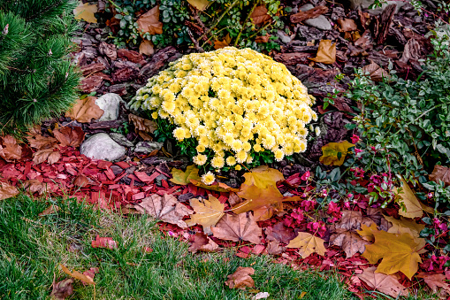Blooming bush of yellow chrysanthemums in the middle of an autumn flower bed. Landscaping of autumn parks and gardens