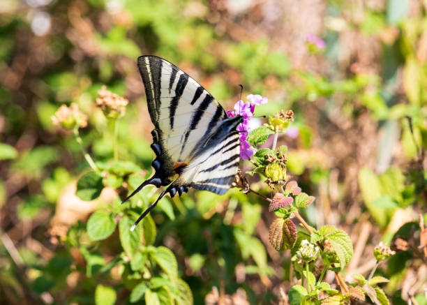 papillon à queue d’hirondelle rare avec des détails bleus et oranges et les yeux fermés, mangeant sur des fleurs violettes - scarce swallowtail photos et images de collection