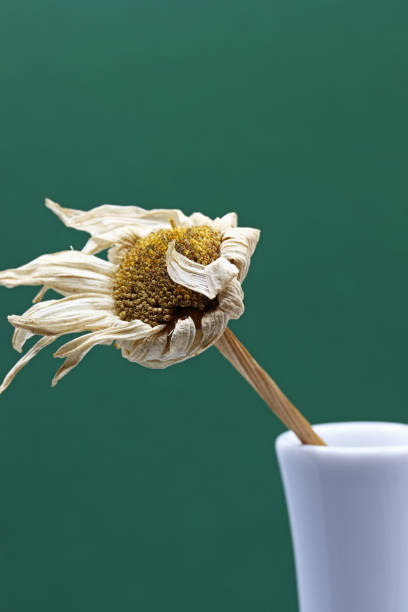 close-up detail of organic dried chamomile in vase