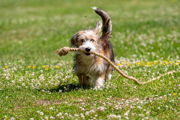 istock nice mixed breed puppy playing on the lawn with a rope on a sunny summer day 1340216687