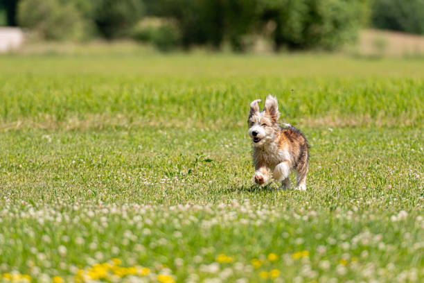 nice mixed breed puppy playing on the lawn on a sunny summer day
